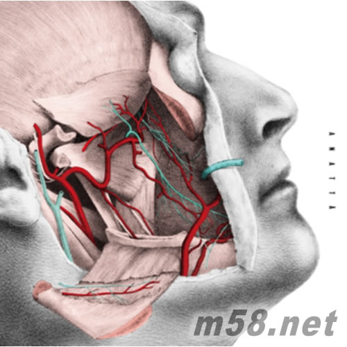 anattā 如果身體全部開放了專輯正面圖片
